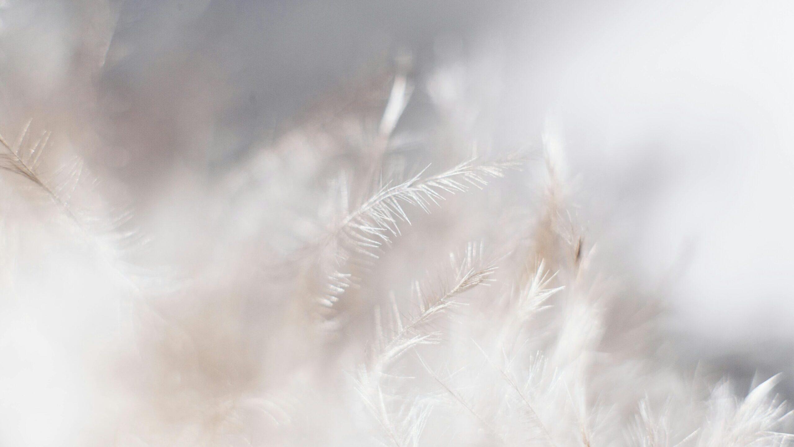 Grey feathers on a light grey background.