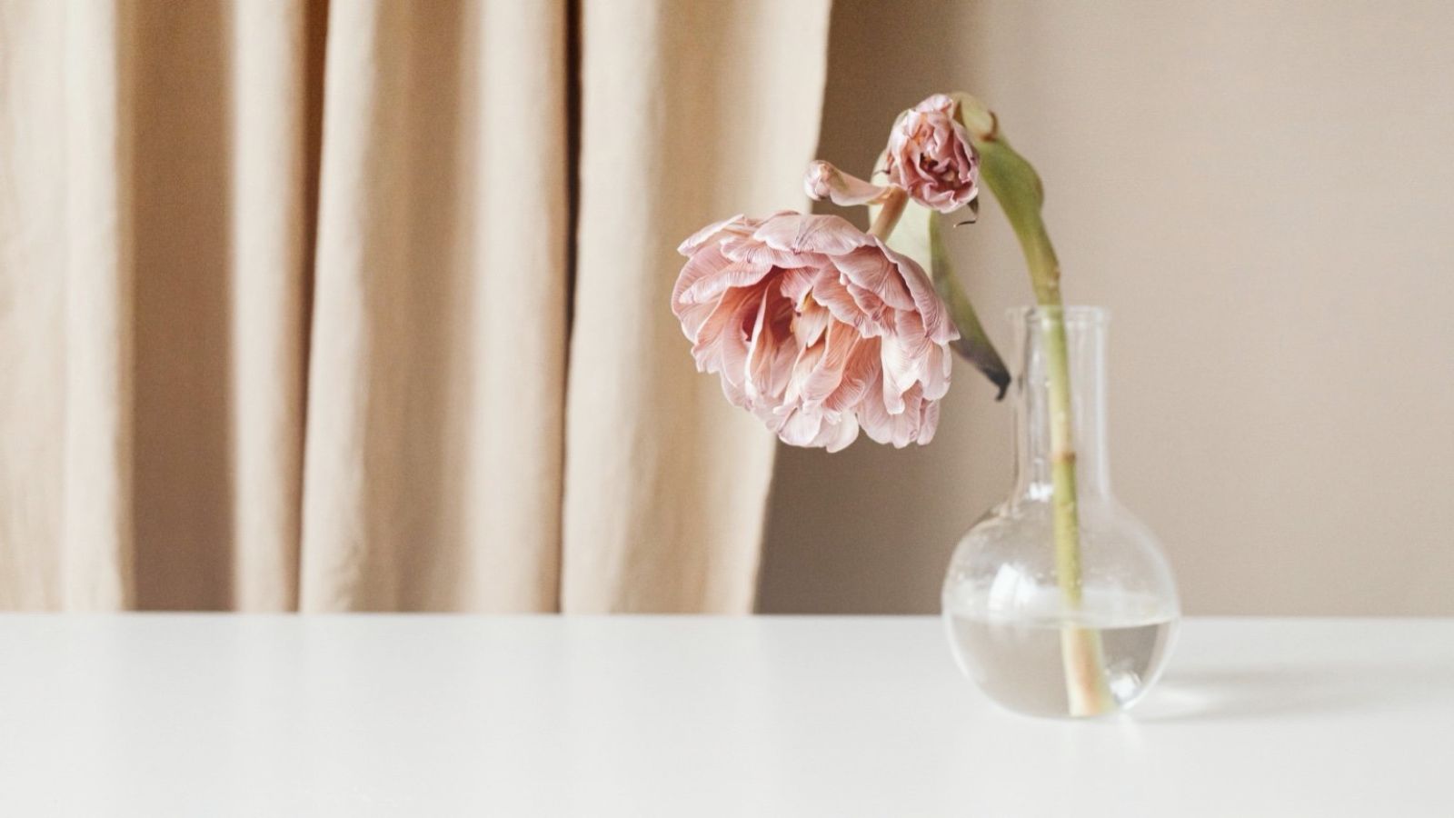 Blush flower in a glass vase, representing how to tell if your skin is hydrated.