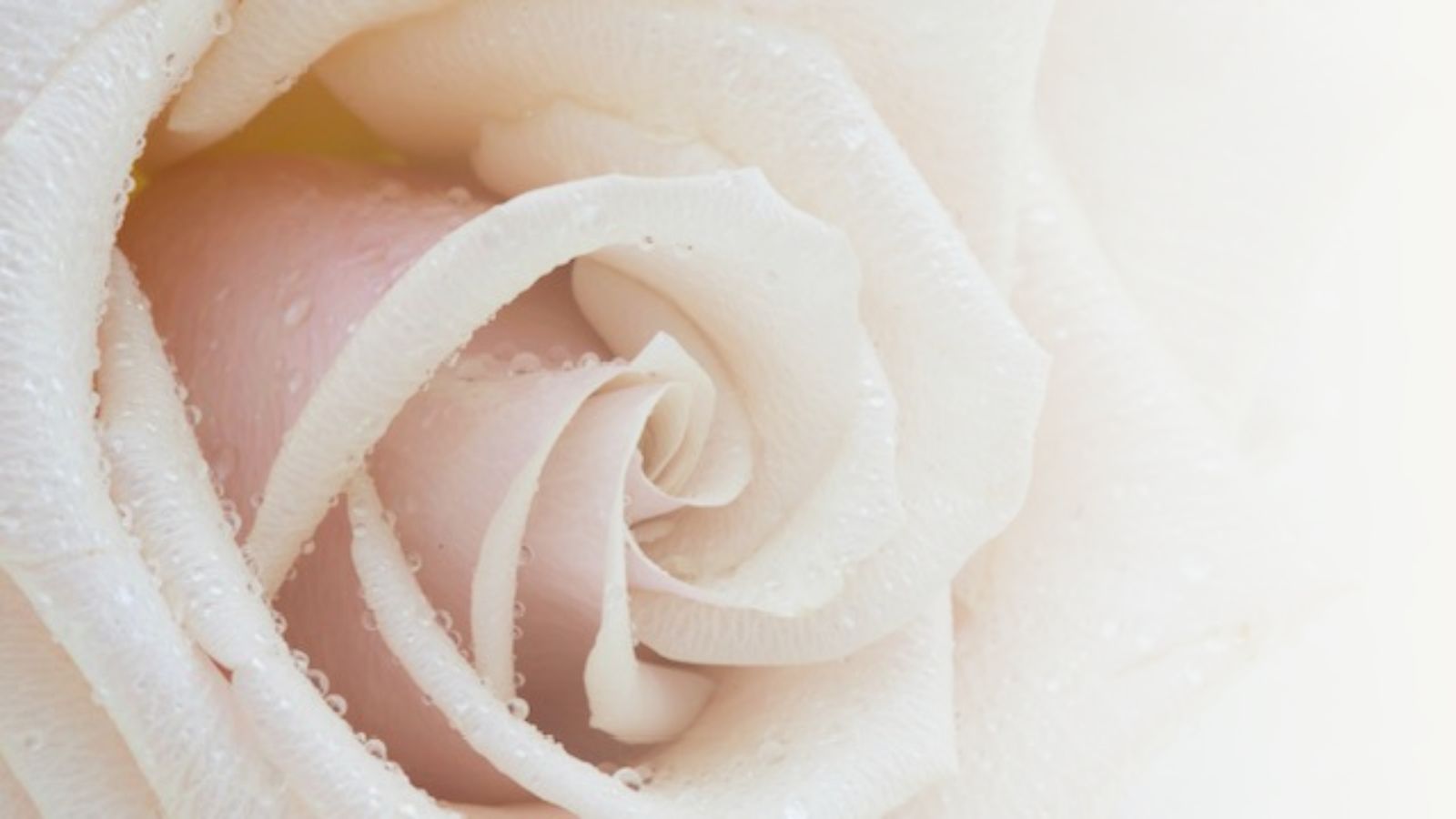 Close-up of rose petals with dew.