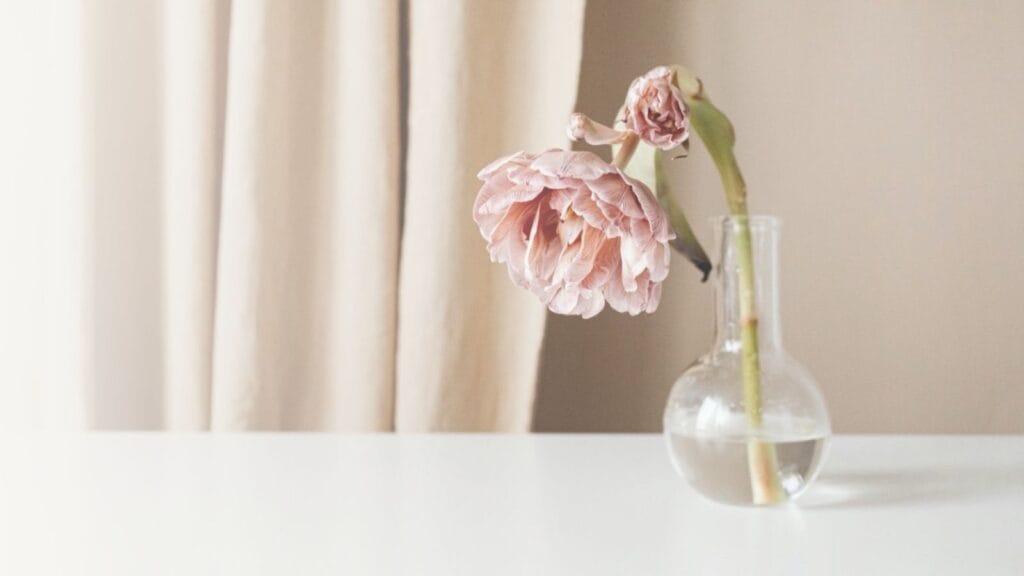 Blush flower in a clear glass vase with water leaning over.