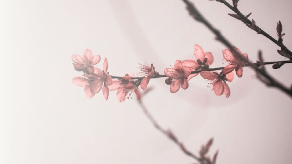 Blooming tree branch with red flowers.