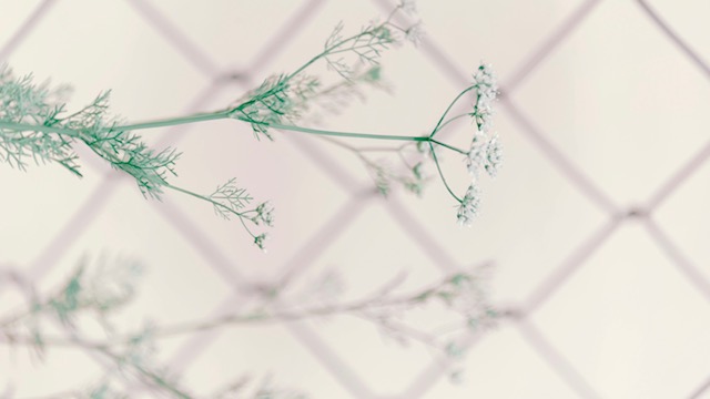 Simple flower with a fence shadow background.