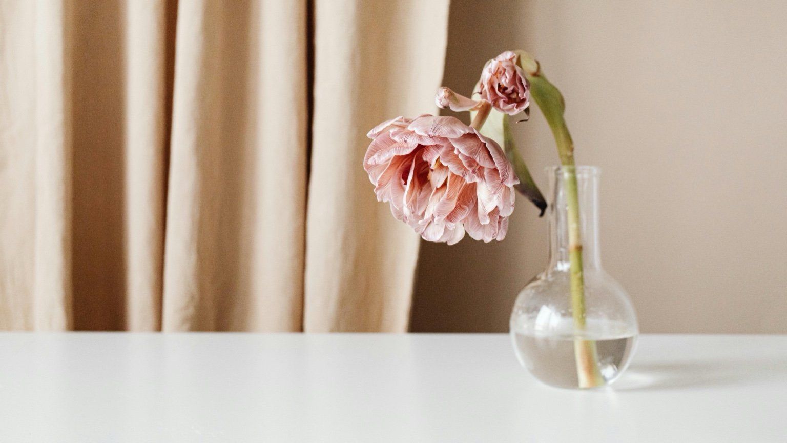 Blush flower in a clear glass vase with water leaning over, representing how to tell if your skin is hydrated.