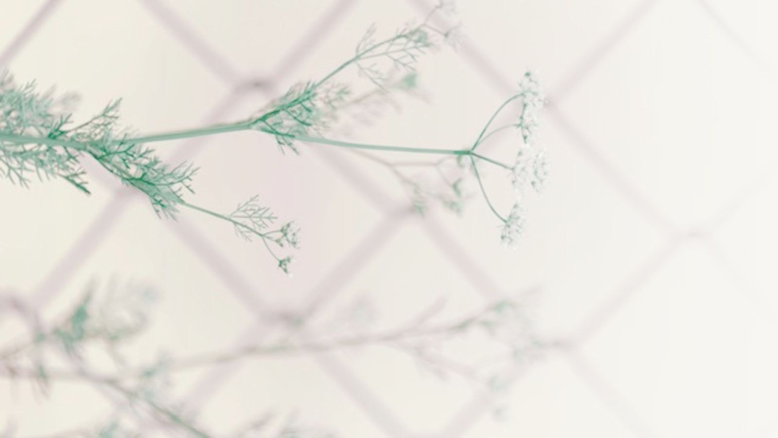 Simple flower with a fence shadow background — symbolizing skin barrier support routine for daily glow.