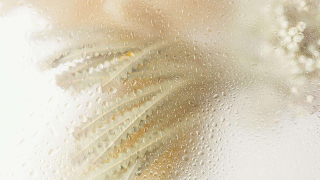 Plant behind dewed surface representing why your skin feels dry even after moisturizing.