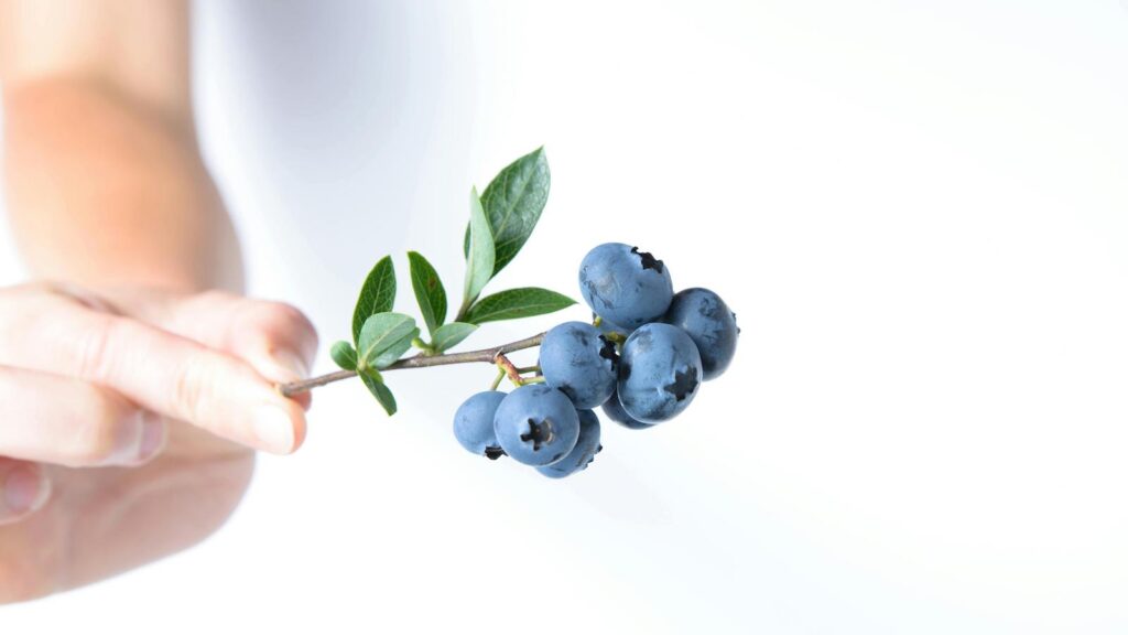 Hand holding fresh blueberries on a branch, highlighting the best antioxidants for radiant skin on a clean, minimal background.